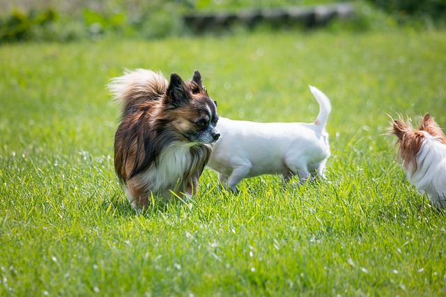 Perros Pequeños ideales para familias.