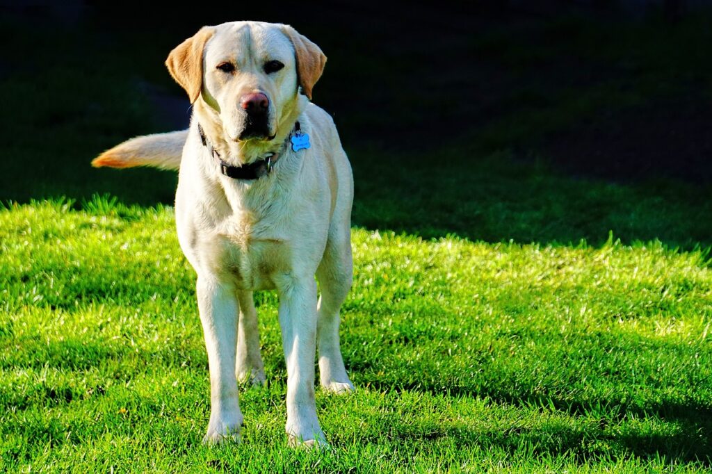 Labrador Retriever